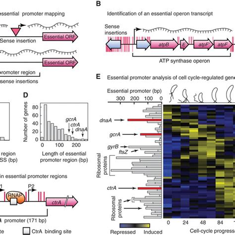 Genome Wide Identification Of Essential Gene Regulatory Sequences A