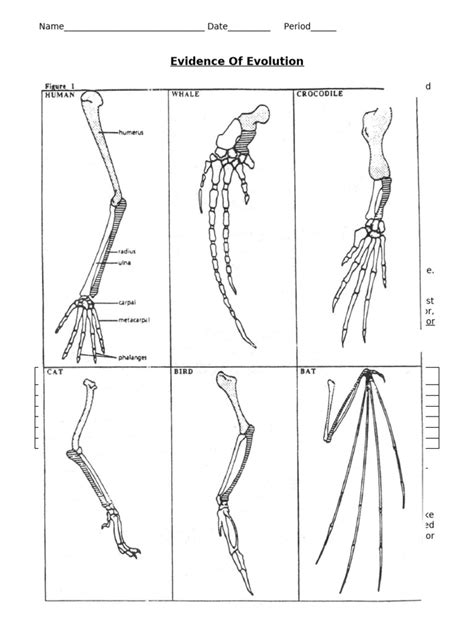 evidence  evolution worksheet  homology biology