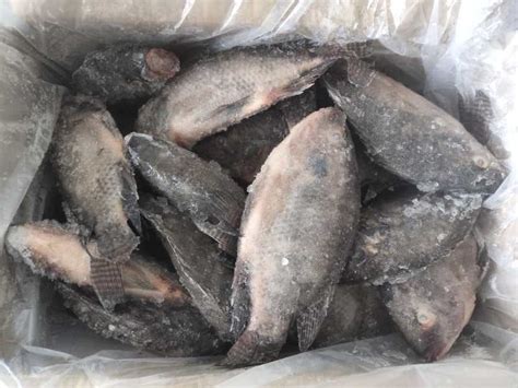 Whole Round Iqf Frozen Black Tilapia Fish Manufacturers Suppliers