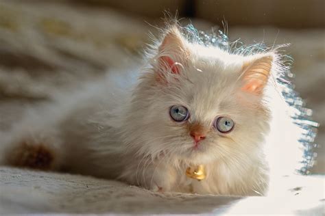 Download Himalayan Cat Kitten Blue Eyes Animal Persian Cat Hd Wallpaper