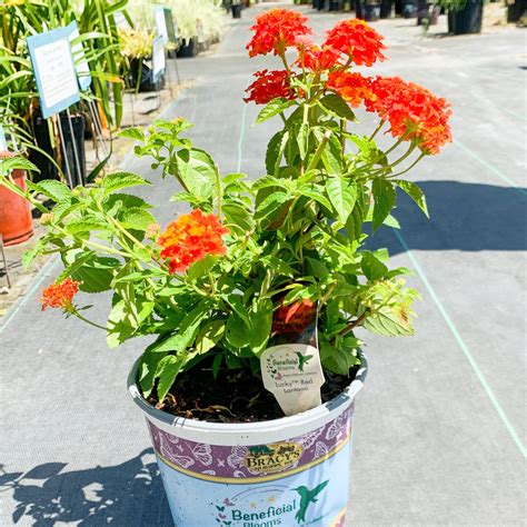Lantana Bandana Red – Southern Scapes Nursery