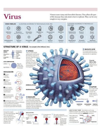 Infographic Of The Structure Of The Influenza Virus The