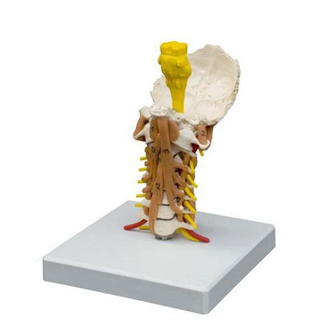 Cervical Vertebrae & Skull Base Anatomical Model - HaB Direct