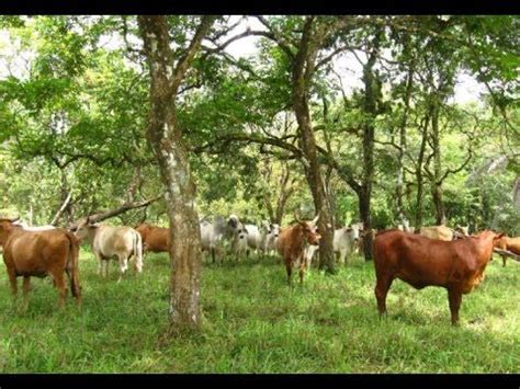 Cuál Es La Evolución Del Sistema Silvopastoril TvAgro por Juan