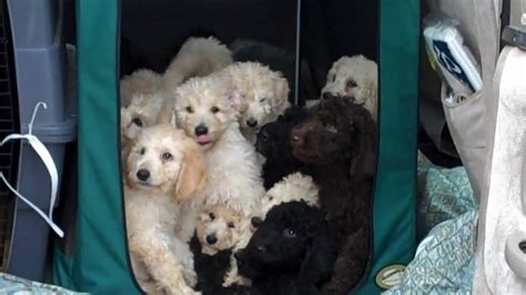 18 Adorable Standard Poodle Puppies We Love Poodles