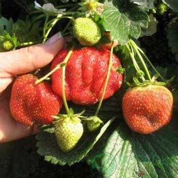 Клубника Гигант Джорнея, купить, цена в Украине