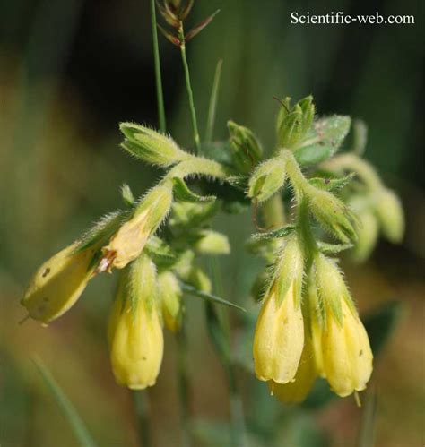 Onosma stellulata