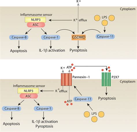 Caspase 1 Mediated Pyroptosis Toppanel Several Reports Indicate That