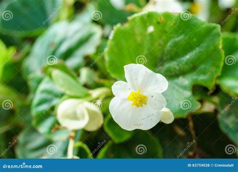 Details Imagen Begonia Flor Blanca Abzlocal Mx