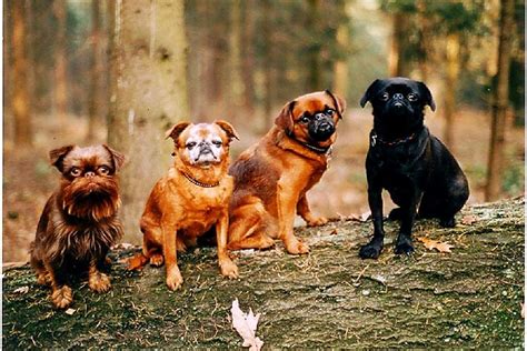 Виды гриффонов | DecorDog
