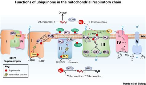 Understanding Ubiquinone Trends In Cell Biology