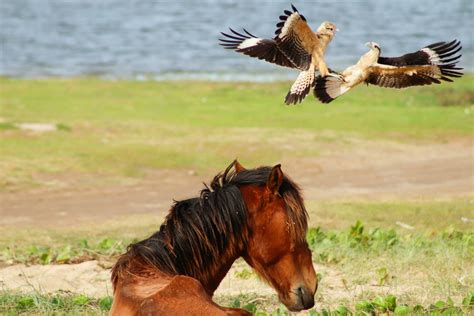 Yellow-headed caracara fighting over a horse in Grussai Beach, State of