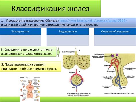 Месторасположение эндокринных, экзокринных и смешанных желез ...