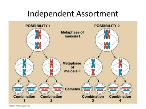 Ppt Independent Assortment Powerpoint Presentation Free Download Id 1744342