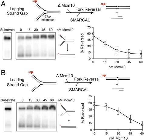 Mcm Inhibits Smarcal Catalyzed Fork Regression Fork Regression