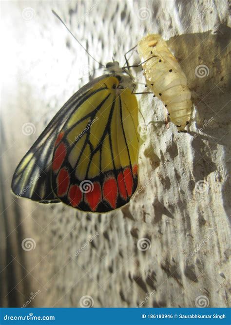 Yellow Cocoon And Mulberry Leaf On Dead Tree Royalty Free Stock Image