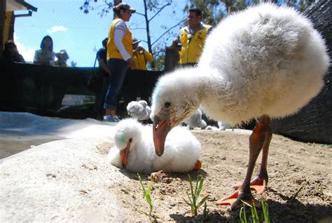 Nacen 14 flamencos y un cóndor en zoológico de Bolivia Televisa News