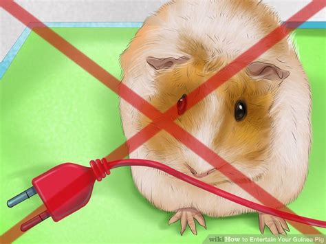 How To Avoid Overfeeding Your Guinea Pig 7 Steps With Pictures Artofit