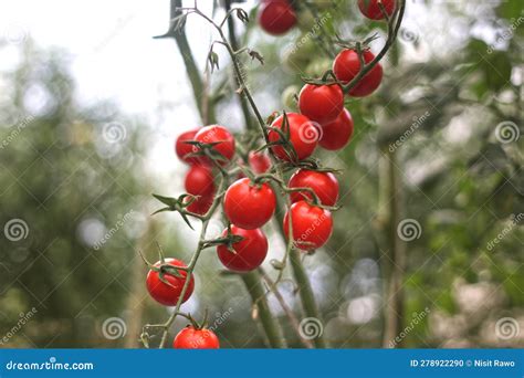 Planta Madura De Tomate Rojo Cereza Que Crece En Invernadero Foto De