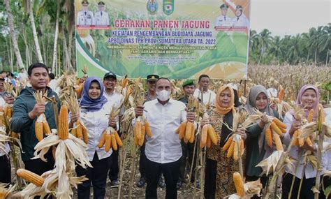 Ladang Berita Perkuat Ketahanan Pangan Pemprov Sumut Terus Dorong