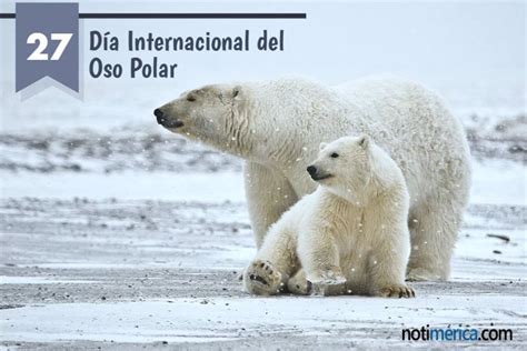 27 de febrero Día Internacional del Oso Polar por qué se celebra hoy