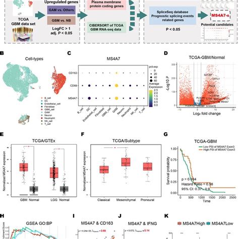 Expression Of MS4A7 Isoforms In GBM Tissues And Its Clinical Relevance