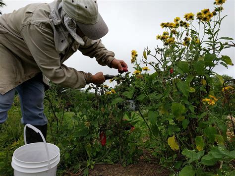 Medidas Para Paliar Los Efectos Laborales En El Sector Agrario Por La