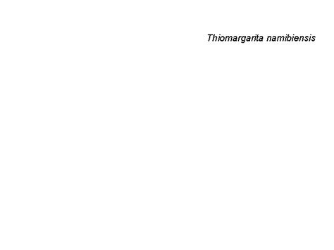 Ch 25 The Prokaryotes Bacteria Archaea Thiomargarita namibiensis