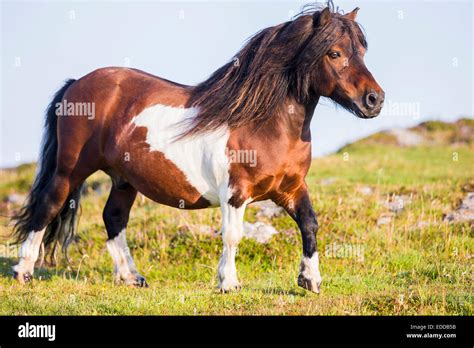 Shetland Pony Skewbald Stallion Walking Pasture Shetlands Unst Stock