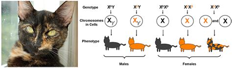 X Marks The Spot How X Chromosome Inactivation Gives Females An