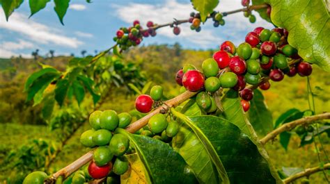 El Cambio Climático Amenaza La Producción De Café En México