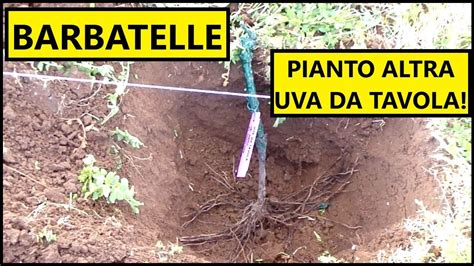 Ho Piantato Altre BARBATELLE Di Vite Nell Orto Con Il METODO