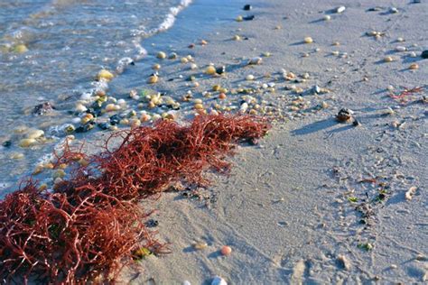 What You Dont Know About Seaweed