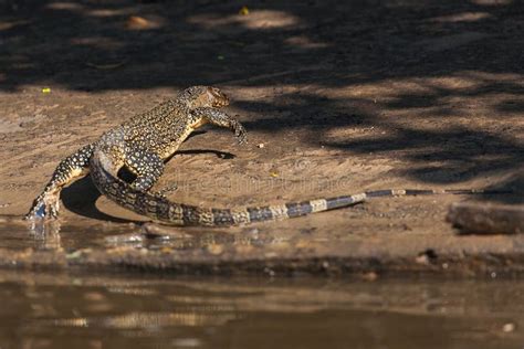 Vigilar El Lagarto En La Playa Pulau Perhentian Foto De Archivo