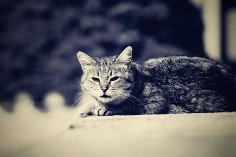 Poze : Alb și negru, alb, animal, monocrom, faună, mustati, animale ...