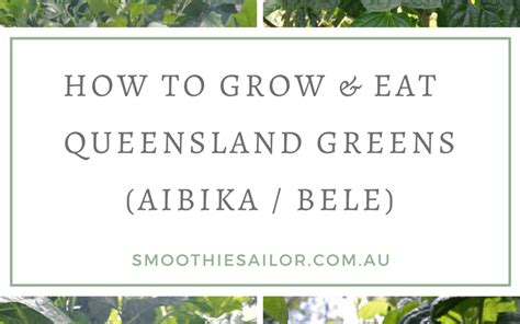 Growing and Eating Aibika or Queensland Greens - Abelmoschus manihot syn Hibiscus * Smoothie ...