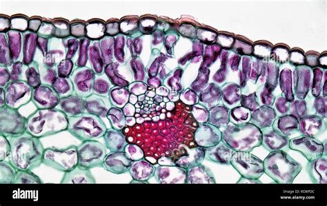 Angiosperm Morphology Peripheral Abaxial Vascular Bundle In Yucca Leaf