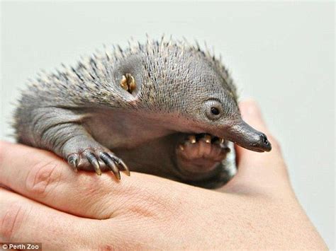 Prickly Feat The Baby Echidnas That Are The First To Be Australian