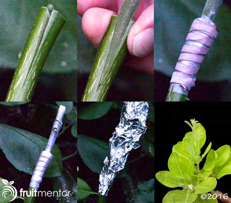 Grafting Citrus Trees Cleft Grafting Fruitmentor