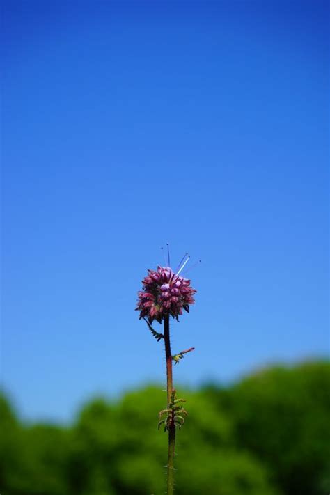 Free Images Nature Grass Blossom Sky Field Meadow Prairie