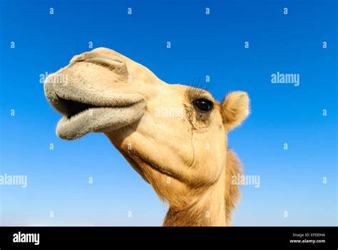 Closeup Of A Camels Nose And Mouth Nostrils Closed To Keep Out Sand