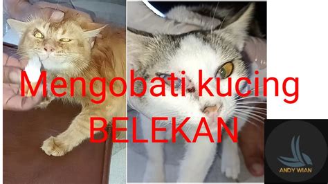 Mengobati Mata Kucing Belekan Youtube