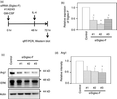 SiglecF Is Induced By Granulocytemacrophage Colonystimulating Factor