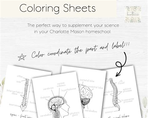 Human Anatomy Worksheets Homeschool Science Coloring Book Coloring Pages Anatomy Coloring Pages