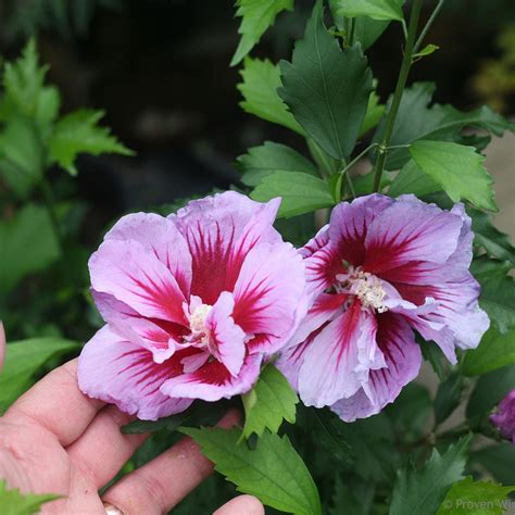 Hibiscus PURPLE PILLAR - Buy Rose of Sharon Shrubs Online