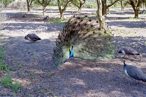 Peacocks Genius Drive Winter Park 1986 A Photo On Flickriver