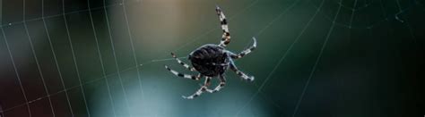 Spider Extermination And Pest Control Services Montreal Qc