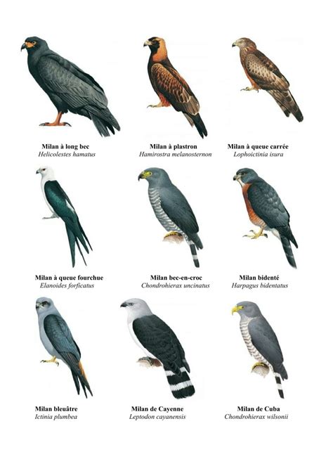 Accipitriformes