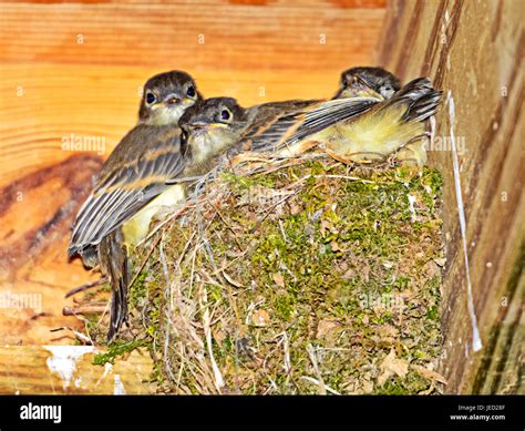 Three Young Birds In Their Nest Of Moss On Porch Rafters Waiting For