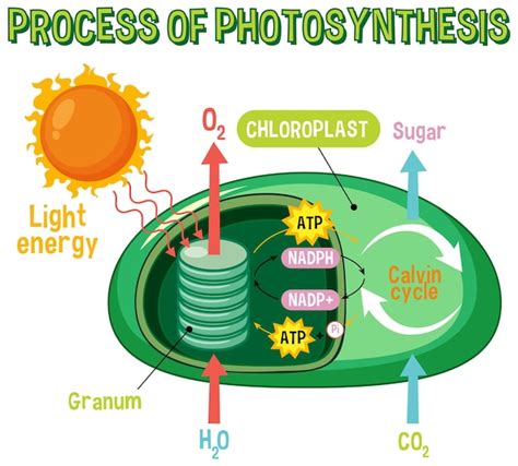 Diagrama de la fotosíntesis para la educación en biología y ciencias de